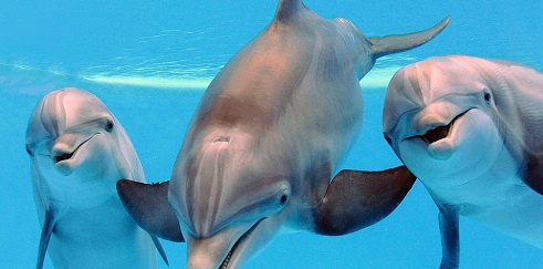 Дельфины свистят, чтобы поддерживать связь с далекими друзьями