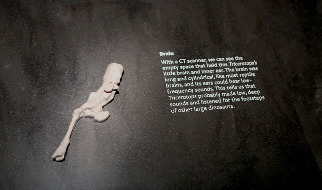 Познакомьтесь с Хорридусом — наиболее сохранившимся скелетом трицератопса в мире 