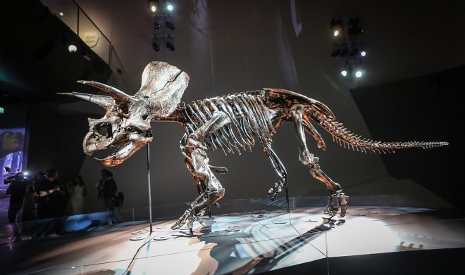 Познакомьтесь с Хорридусом — наиболее сохранившимся скелетом трицератопса в мире 