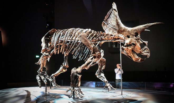 Познакомьтесь с Хорридусом — наиболее сохранившимся скелетом трицератопса в мире 