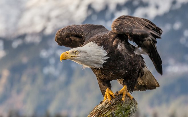 Правительство США виновно в уничтожении 200 животных каждый час