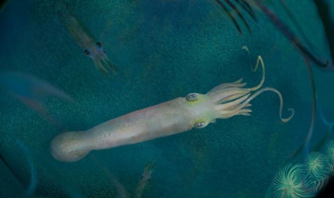 Предка современных кальмаров-вампиров назвали в честь Джо Байдена 