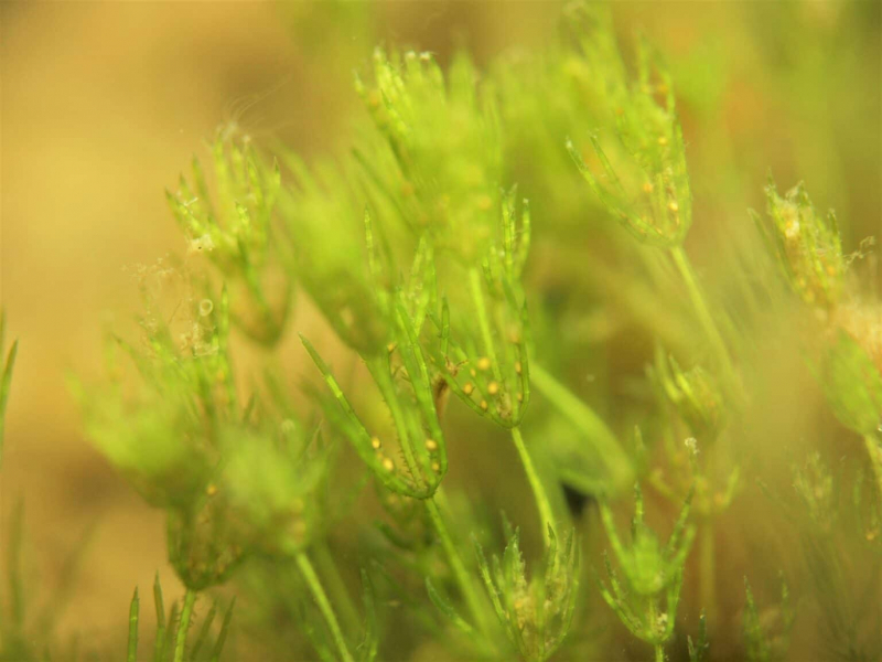 Растения использовали гены бактерий и грибов для колонизации суши