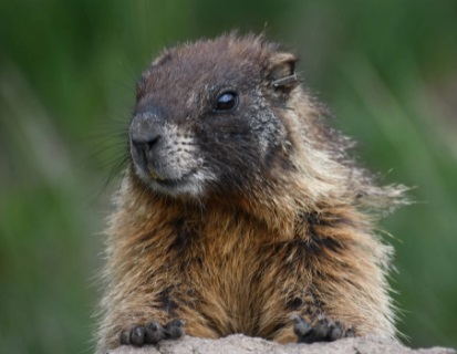 Сурки могут хранить секрет долголетия