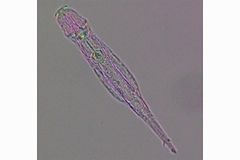 У животных нашли унаследованную от бактерий ДНК