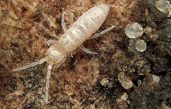 Ученые выяснили источник всем знакомого особенного запаха весны