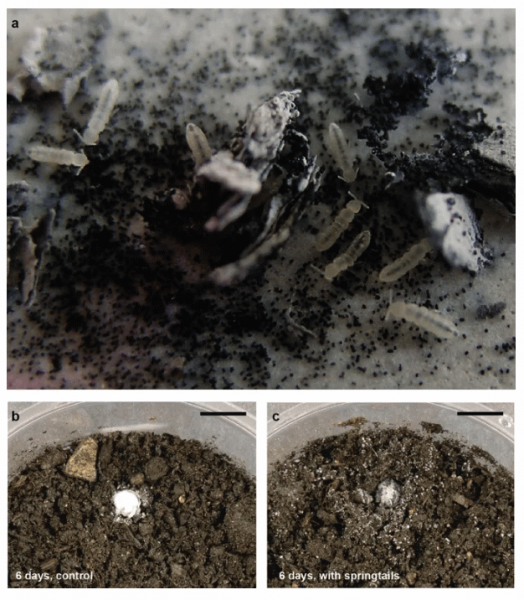 Ученые выяснили источник всем знакомого особенного запаха весны