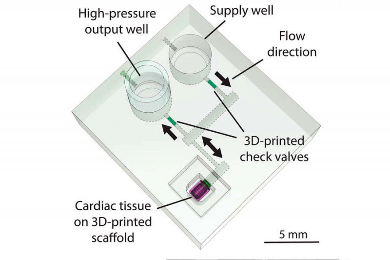 Американские ученые создали бьющееся сердце из акрила и стволовых клеток