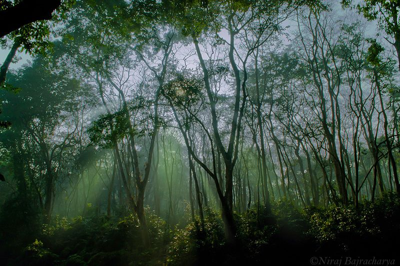 Биопродуктивность Земли оказалась много выше ожидаемой