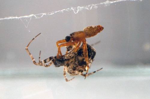 Чтобы избежать смерти, самцы пауков-кругопрядов катапультируются после спаривания.