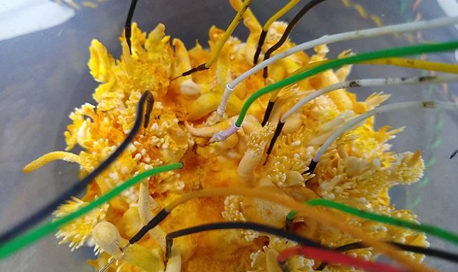 Грибы способны общаться между собой особым способом, поразительно похожим на речь