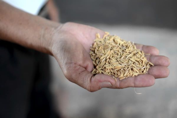 Японские ученые создали светящиеся квантовые точки из рисовой шелухи