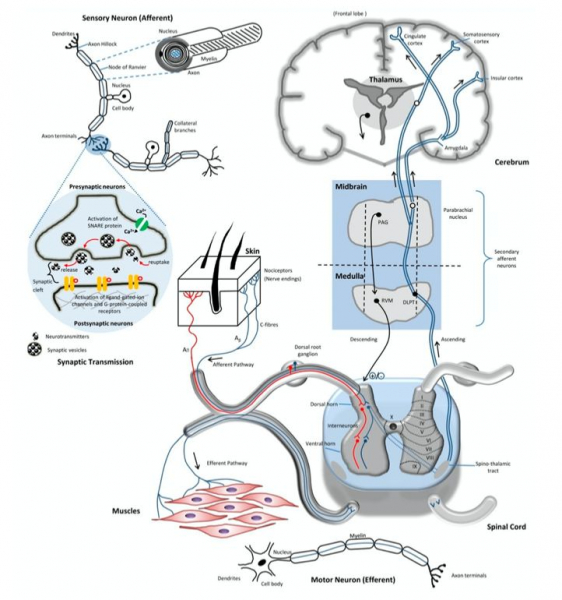 Как устроена боль и может ли она быть беспричинной