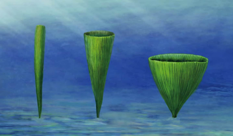 Обитатели Земли вдруг стали больше на несколько порядков 600 миллионов лет назад 4.2