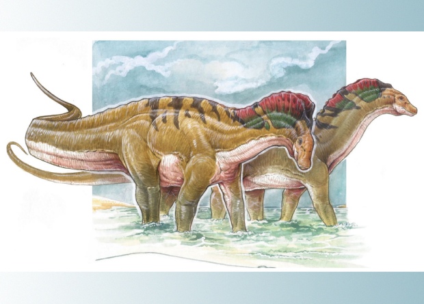 Палеонтологи подтвердили наличие шейного паруса у родича диплодока