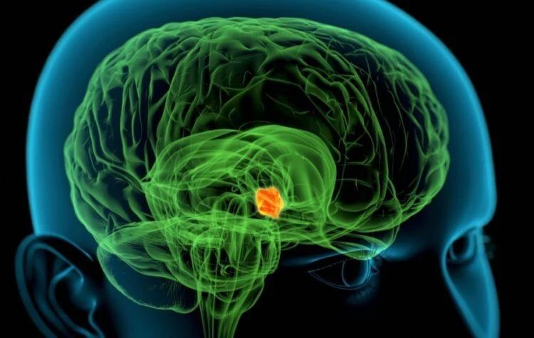 Почему +4 градуса осенью ощущаются холодно, а весной — тепло?