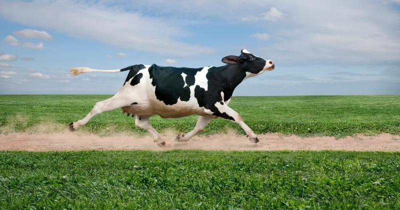 Поедание мяса, возможно, не так важно для эволюции человека, как думали ученые