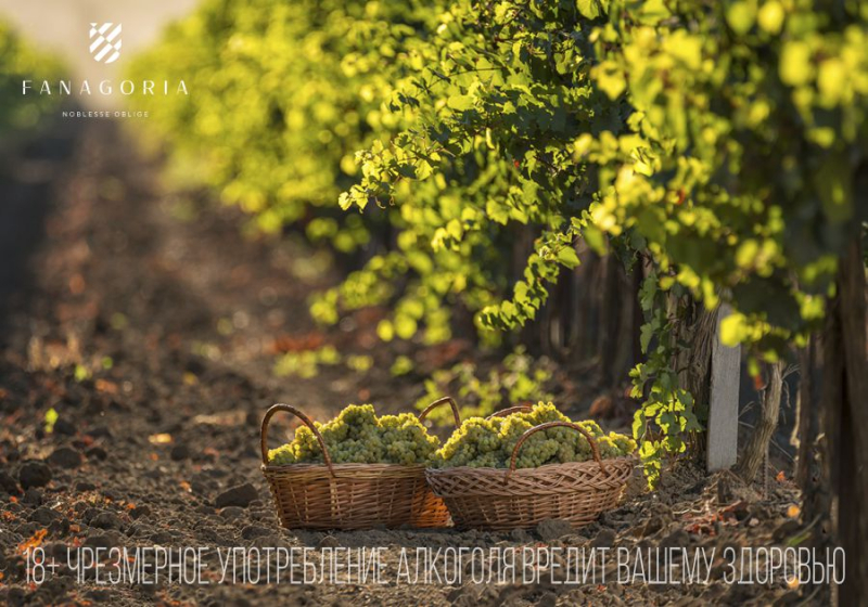 Рассказать про вино просто и интересно? «Фанагория» говорит – «Да»!