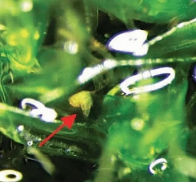 Тихоходки ездят на улитках, чтобы добраться до места назначения