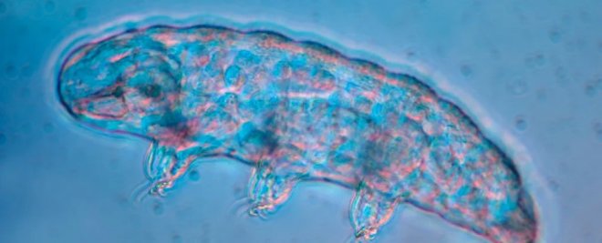 Тихоходки обожают ездить верхом на улитках, даже если поездка означает для них смерть 