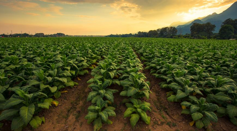 Ученые воскресили древний фермент для повышения урожайности растений