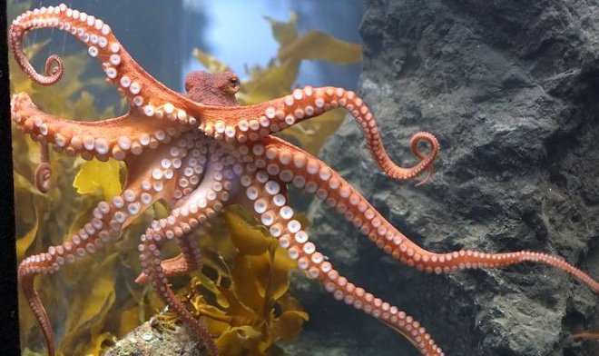 Ученые выяснили, что осьминоги могут создавать целые города