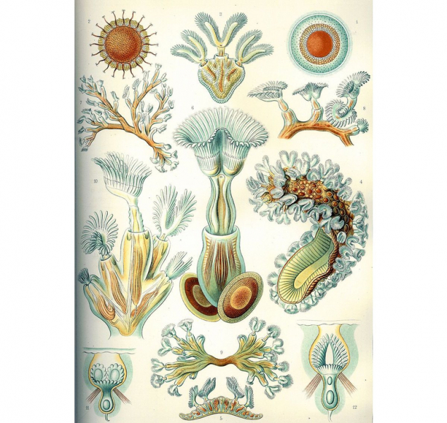 В окаменелостях возрастом более 500 миллионов лет разглядели древнейших мшанок с твердым скелетом