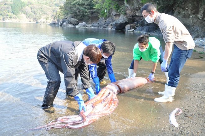 В руки японских ученых попал гигантский глубоководный кальмар