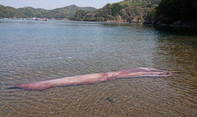 В руки японских ученых попал гигантский глубоководный кальмар
