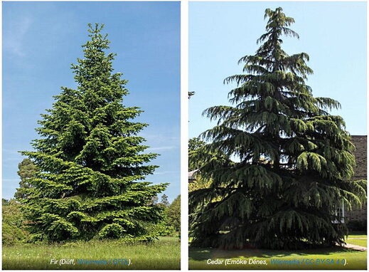 Видовые пары: Новый вызов дарвинистам