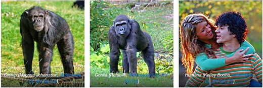 Видовые пары: Новый вызов дарвинистам