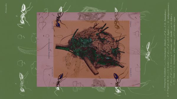 10 внезапных фактов о разнообразии видов