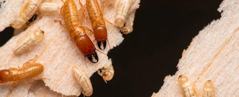 Эти термиты миллионы лет путешествовали по океану