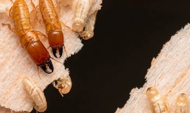 Исследование показало, что древесные термиты путешествуют по океану уже миллионы лет