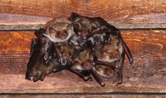 Летучие мыши умеют искусно имитировать жужжание шершней для отпугивания сов 
