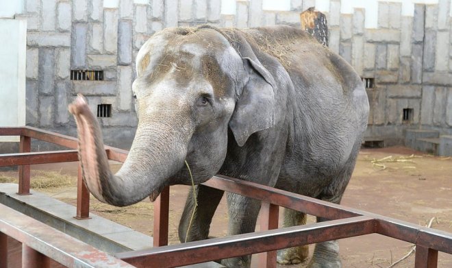 Слониху Хэппи хотят сделать юридическим лицом, чтобы отстоять ее право на свободу