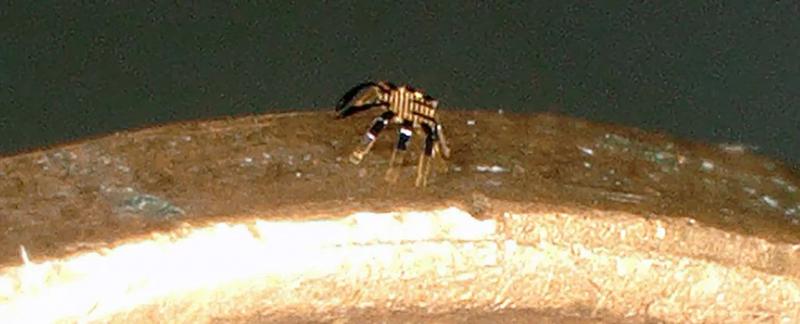 Создан невероятно маленький робот "краб"