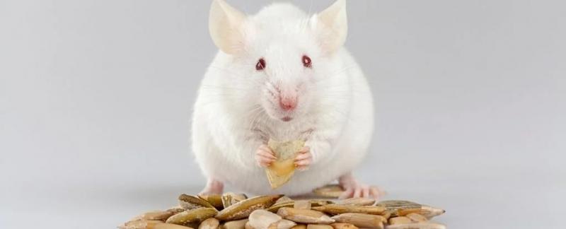 У мышей обнаружен уникальный гормон, способствующий увеличению продолжительности жизни