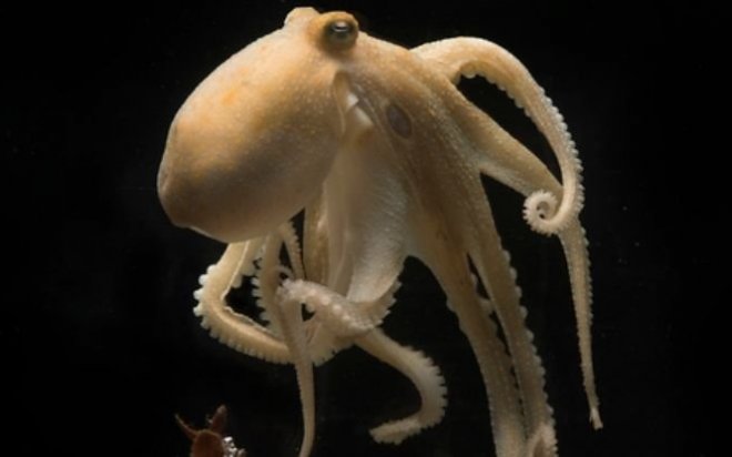 Ученые приблизились к разгадке драматического самоубийства осьминогов-родителей