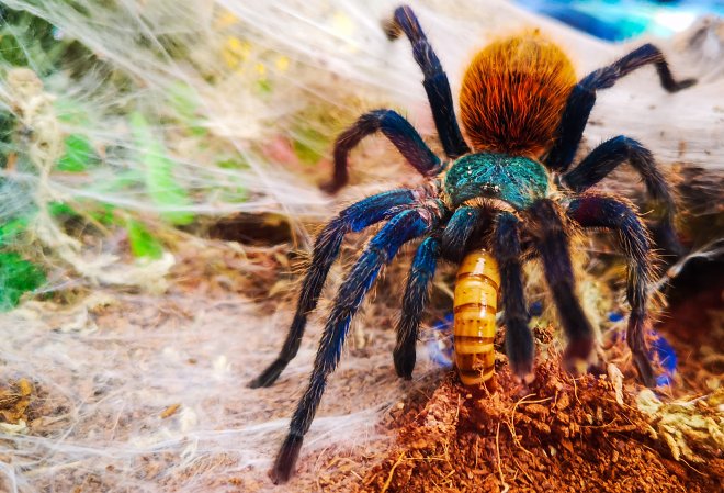 Ученые раскрыли огромный черный рынок торговли пауками
