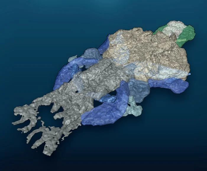 Ученые считают, что это странное рыбоподобное существо может быть одним из наших древних предков