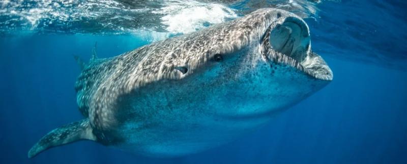 Ученые выяснили, что убивает самую большую рыбу в мире