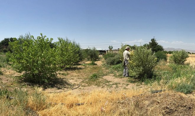 В Канаде для борьбы с «русскими оливами» выпустят в природу особых евразийских клещей