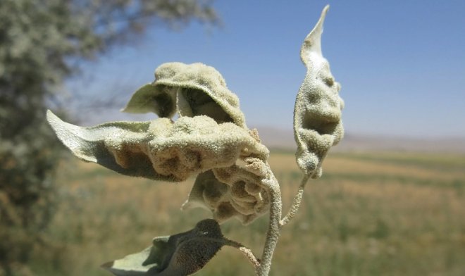 В Канаде для борьбы с «русскими оливами» выпустят в природу особых евразийских клещей