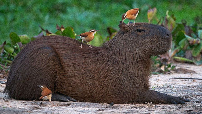 Доисторические грызуны оказались размером с пони