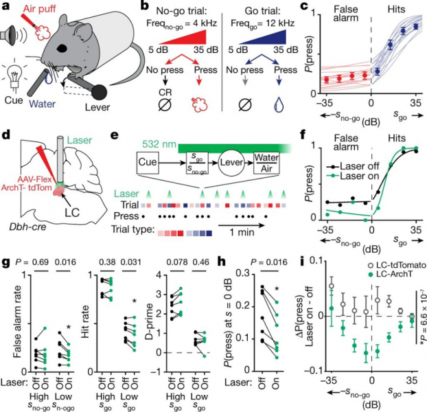 Нейробиологи узнали, что заставляет наш мозг удивляться и как это помогает в обучении