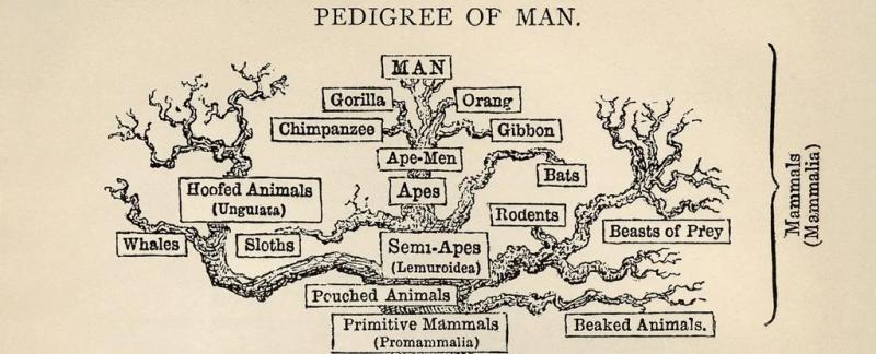 Новая технология ДНК пошатнула ветви эволюционного древа