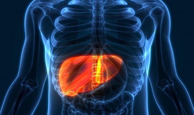 Печень человека остается трехлетней на протяжении всей его жизни