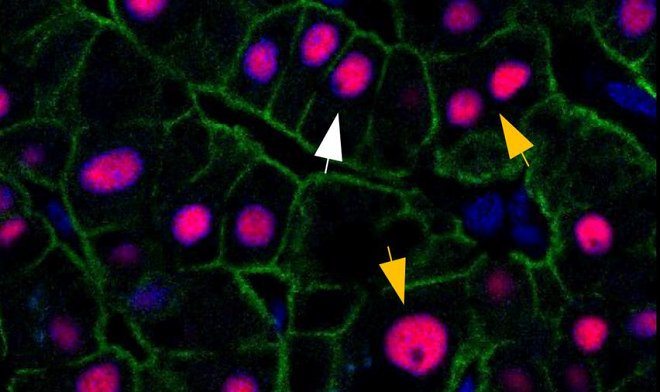 Печень человека остается трехлетней на протяжении всей его жизни