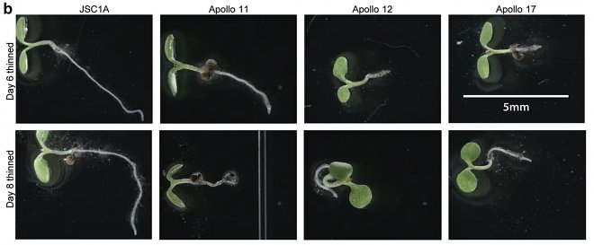 Первые в мире растения, выращенные в лунной почве, оказались слишком хилыми